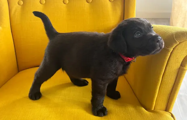 Labrador czekoladowy szczenię 3