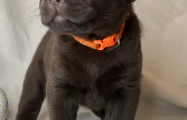 Labrador czekoladowy szczenię 1