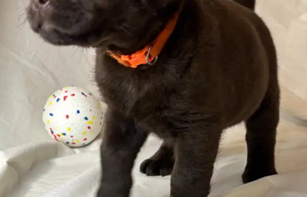 Labrador czekoladowy szczenię 6