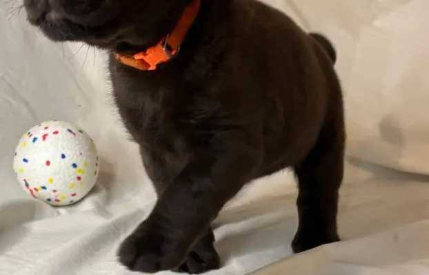 Labrador czekoladowy szczenię 7