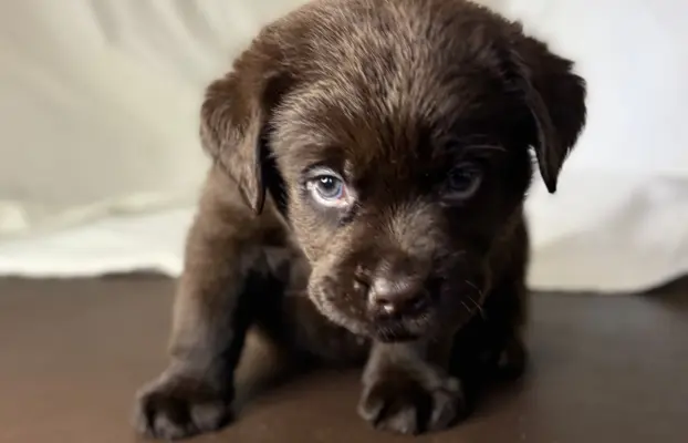 Labrador czekoladowy szczenię 8