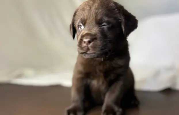 Labrador czekoladowy szczenię 9