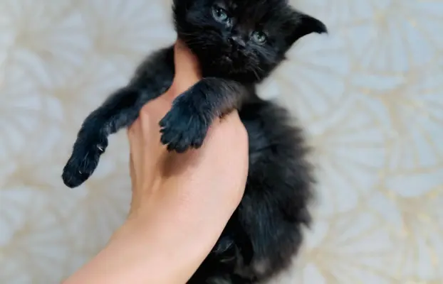Kotka czarna Maine Coon 1