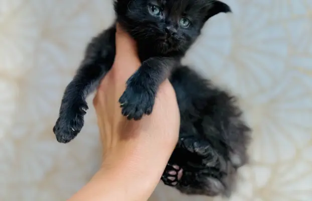 Kotka czarna Maine Coon 2