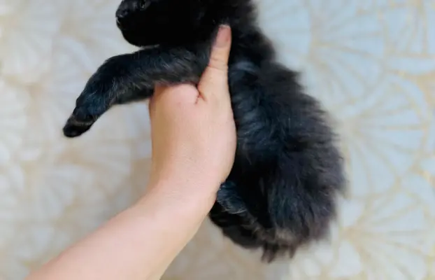 Kotka czarna Maine Coon 3