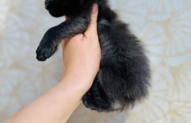 Kotka czarna Maine Coon 4