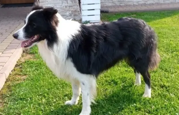 Border Collie - piesek BAGI - z hodowli NEGRESSE 5
