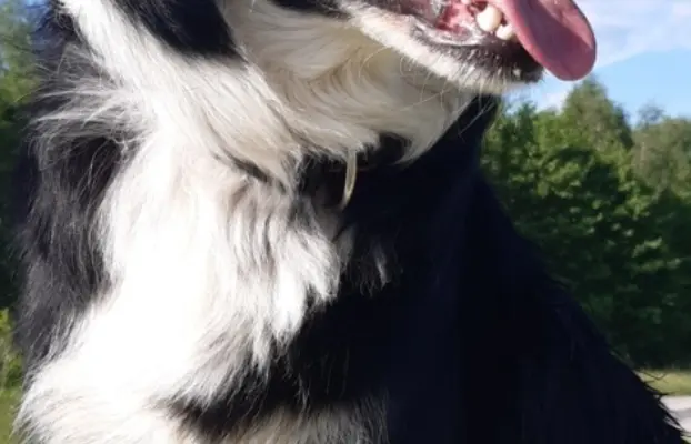 Border Collie - piesek BAGI - z hodowli NEGRESSE 4