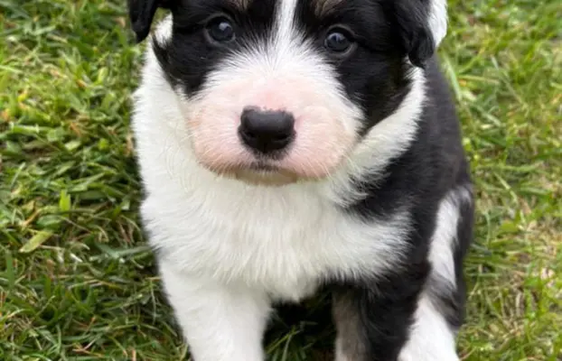 Border Collie - piesek BAGI - z hodowli NEGRESSE 1