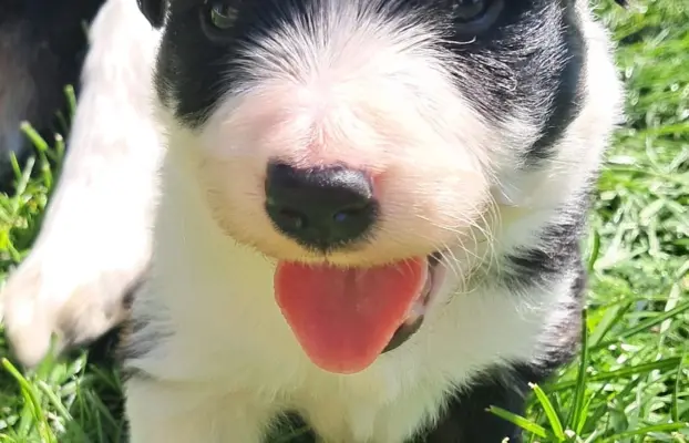 Border Collie - piesek BAGI - z hodowli NEGRESSE 2