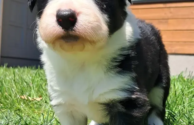 Border Collie - piesek BAGI - z hodowli NEGRESSE 3