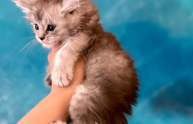 Kotka srebrzysta Maine Coon 4