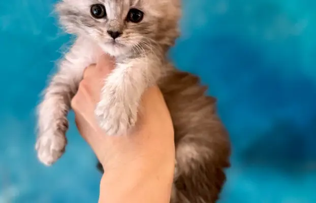 Kotka srebrzysta Maine Coon 1