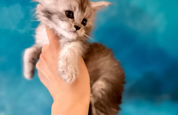 Kotka srebrzysta Maine Coon 2