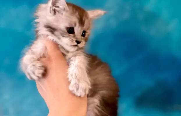 Kotka srebrzysta Maine Coon 3