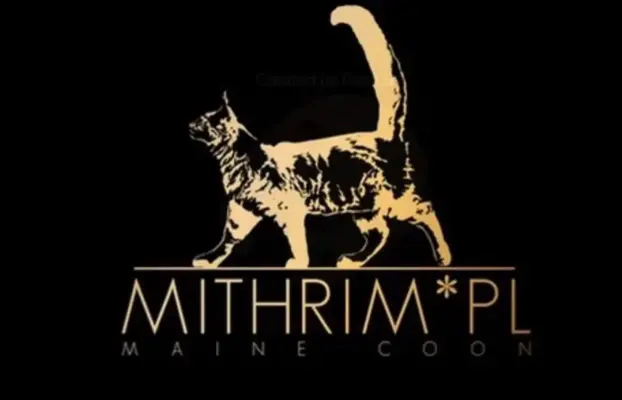 Kotka srebrzysta Maine Coon 5
