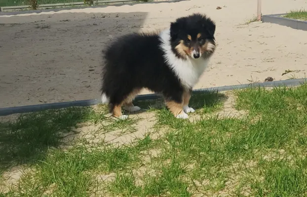 Owczarek szkocki collie długowłosy 1