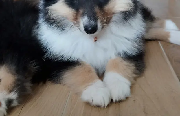 Owczarek szkocki collie długowłosy 2
