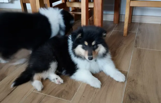 Owczarek szkocki collie długowłosy 3