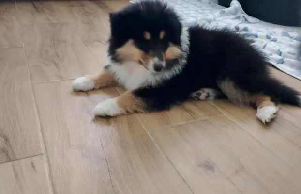 Owczarek szkocki collie długowłosy 4