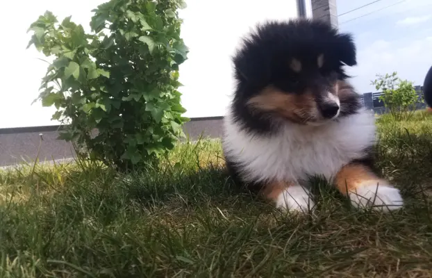 Owczarek szkocki collie długowłosy 5