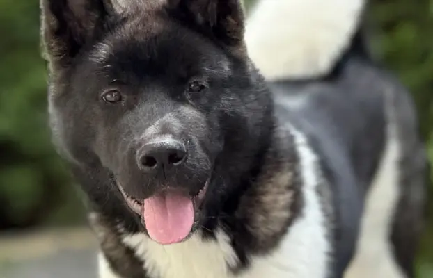 Akita Amerykańska suczka Afrodyta 1