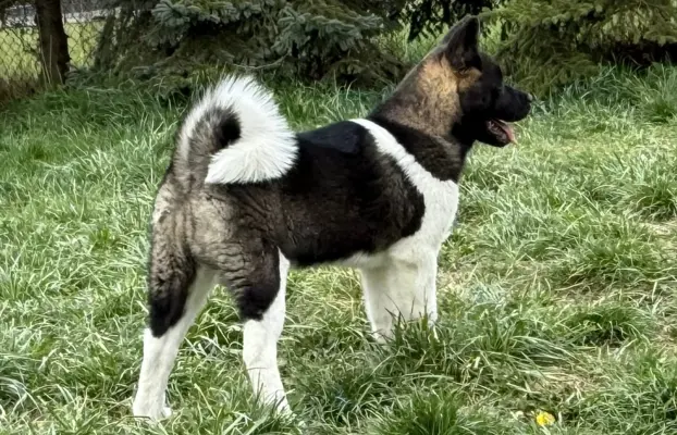 Akita Amerykańska suczka Afrodyta 6