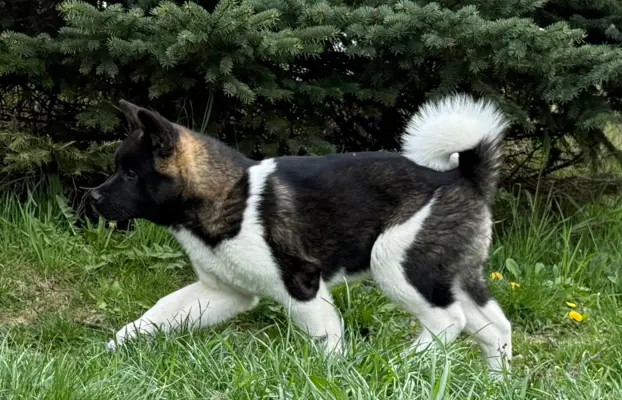 Akita Amerykańska suczka Afrodyta 7