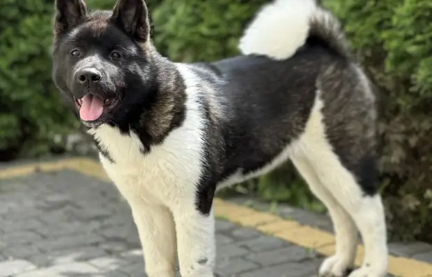 Akita Amerykańska suczka Afrodyta 2