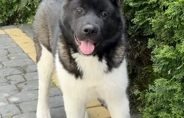 Akita Amerykańska suczka Afrodyta 4