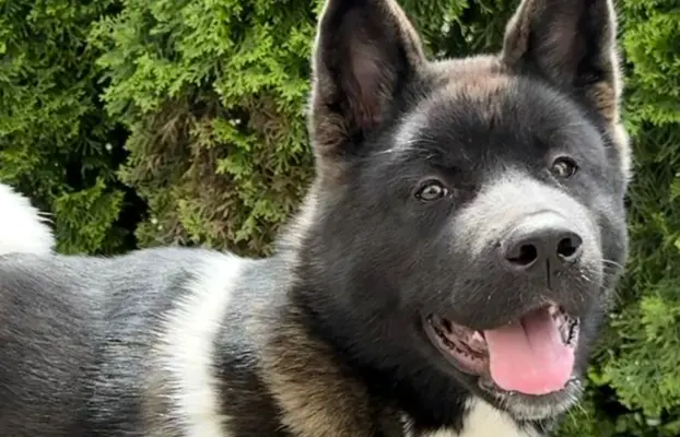 Akita Amerykańska suczka Afrodyta 3
