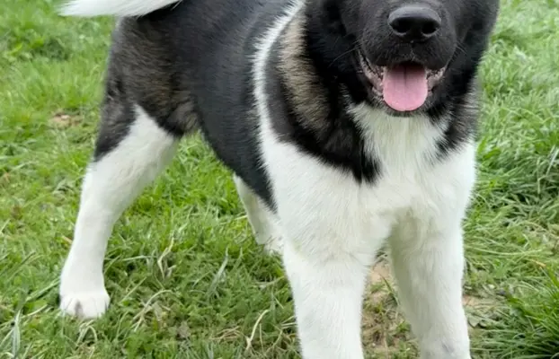 Akita Amerykańska suczka Afrodyta 8