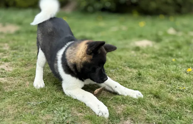Akita Amerykańska suczka Afrodyta 5