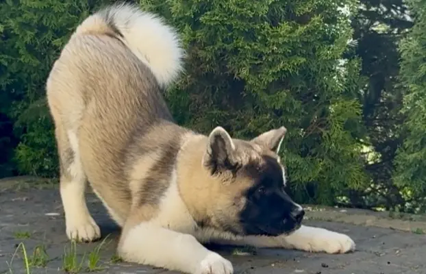 Akita Amerykańska suczka Artemida 4