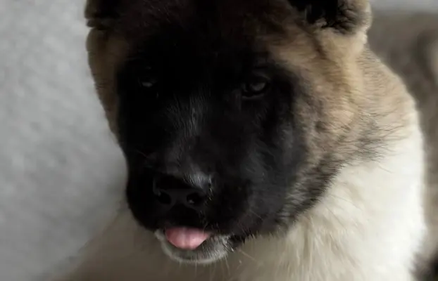 Akita Amerykańska suczka Artemida 5