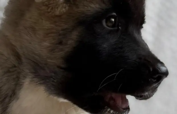 Akita Amerykańska suczka Artemida 6