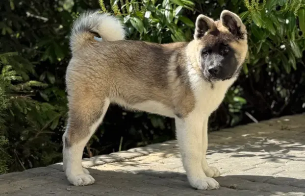 Akita Amerykańska suczka Artemida 3