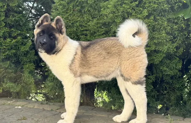 Akita Amerykańska suczka Artemida 2