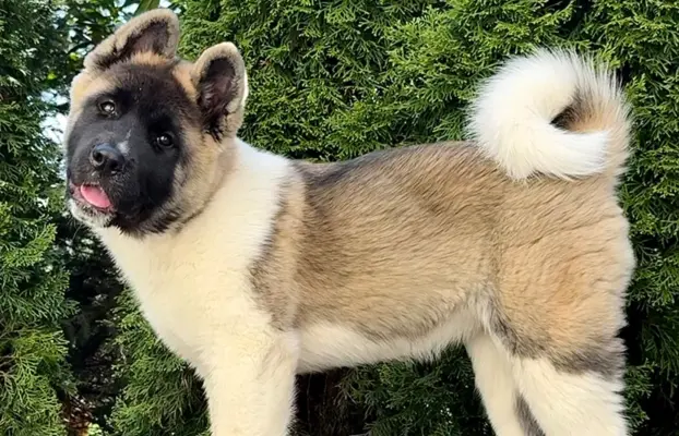 Akita Amerykańska suczka Artemida 1
