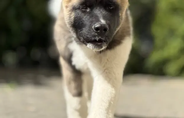 Akita Amerykańska piesek Achilles 4
