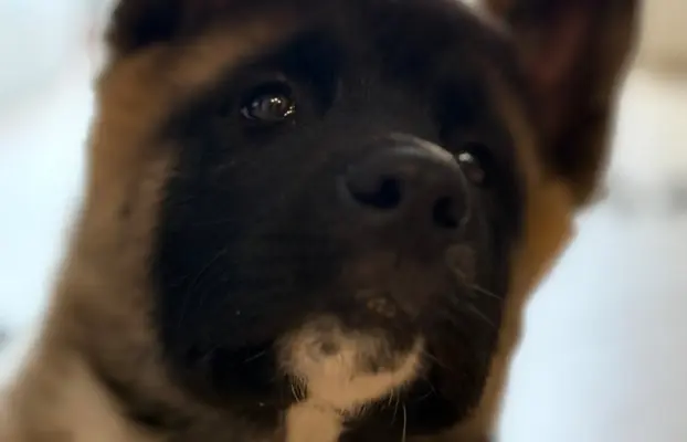 Akita Amerykańska piesek Achilles 6