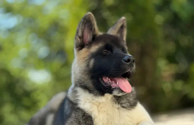 Akita Amerykańska piesek Achilles 1