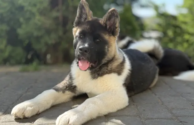 Akita Amerykańska piesek Achilles 3