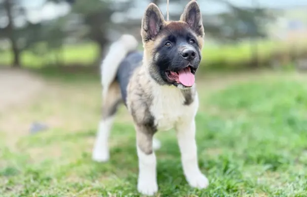 Akita Amerykańska piesek Achilles 2