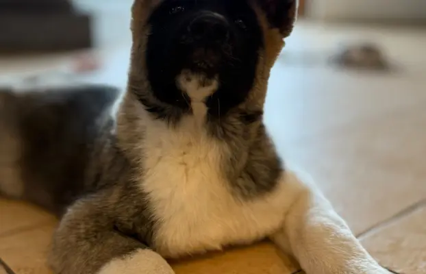 Akita Amerykańska piesek Achilles 7