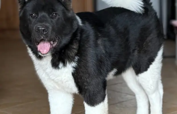 Akita Amerykańska suczka Atena 4