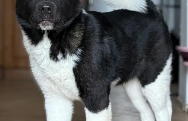 Akita Amerykańska suczka Atena 5