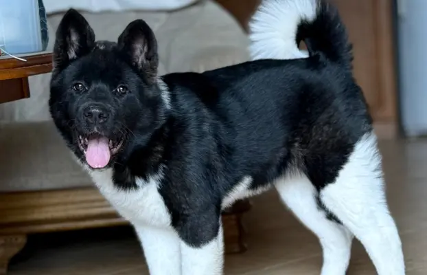 Akita Amerykańska suczka Atena 3