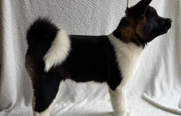 Akita Amerykańska suczka Atena 6