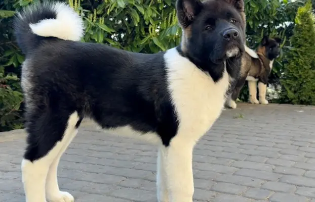 Akita Amerykańska suczka Atena 9
